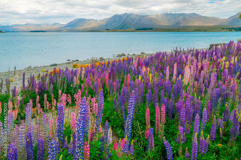 新西兰Tekapo Lupin湖景观