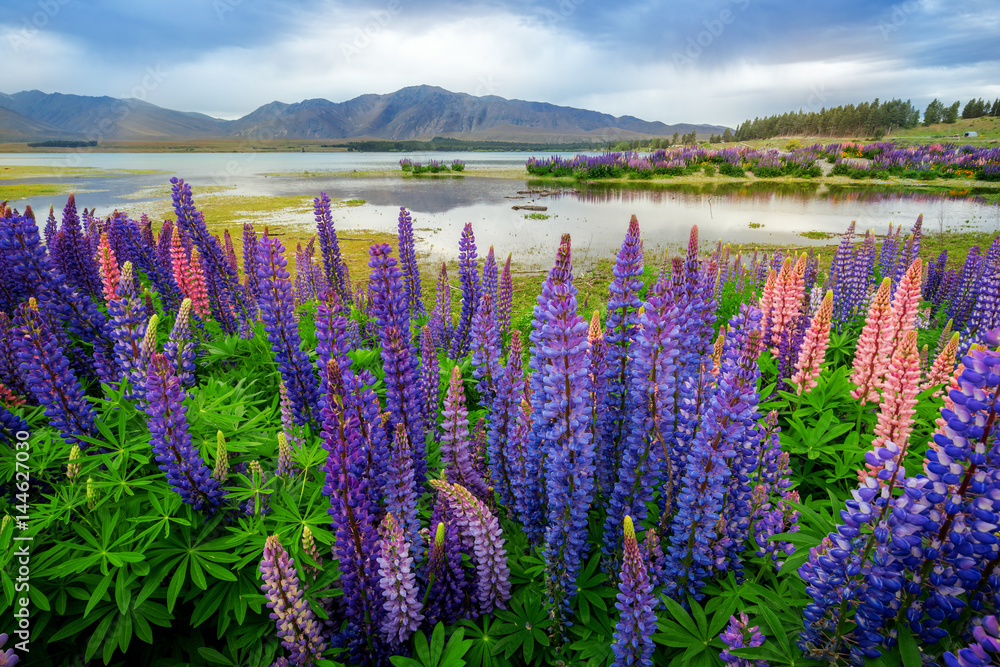 Lake Tekapo Lupin现场焦点混合