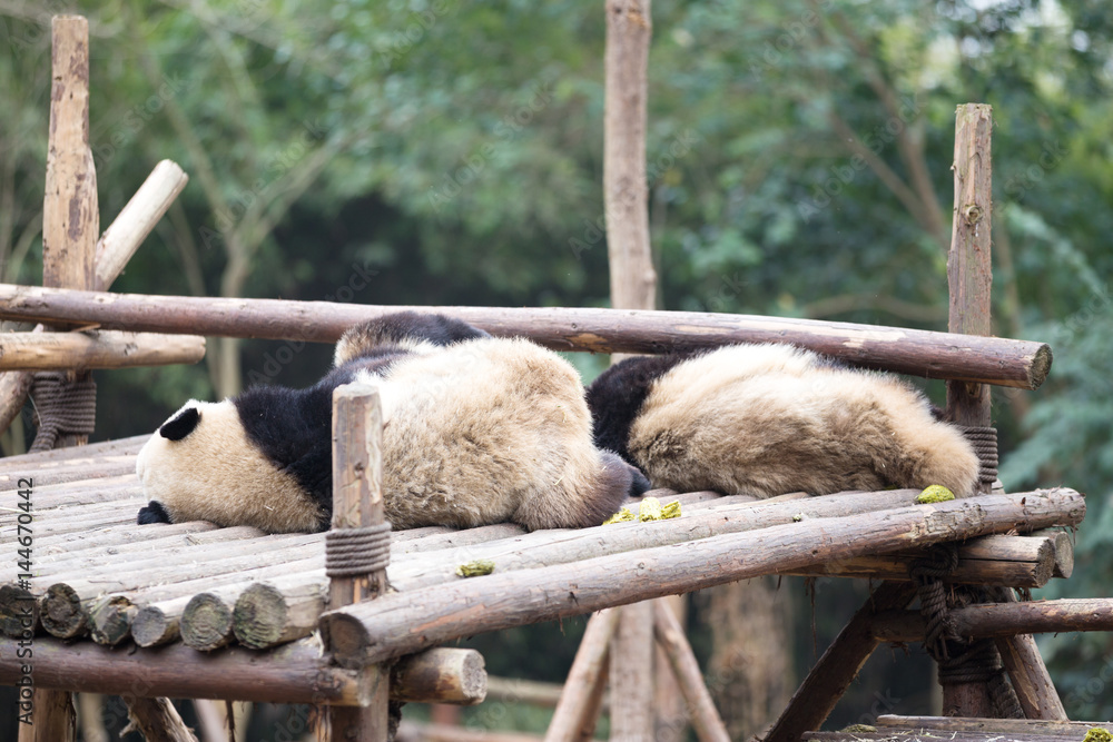 panda in park