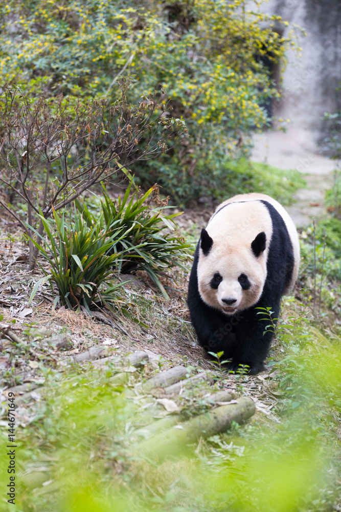 panda in park