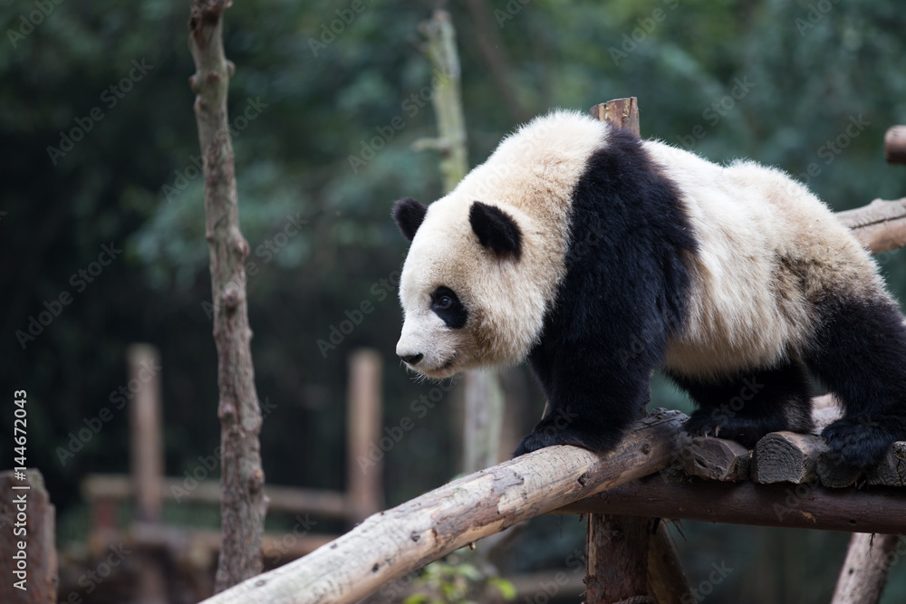 panda in park