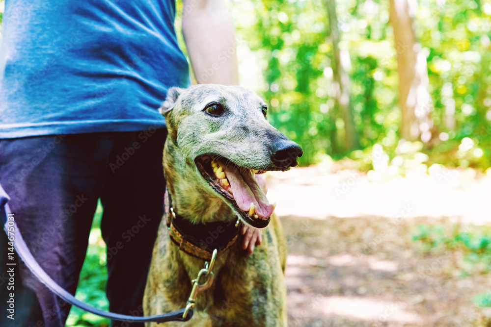 Man with his greyhound in the woods