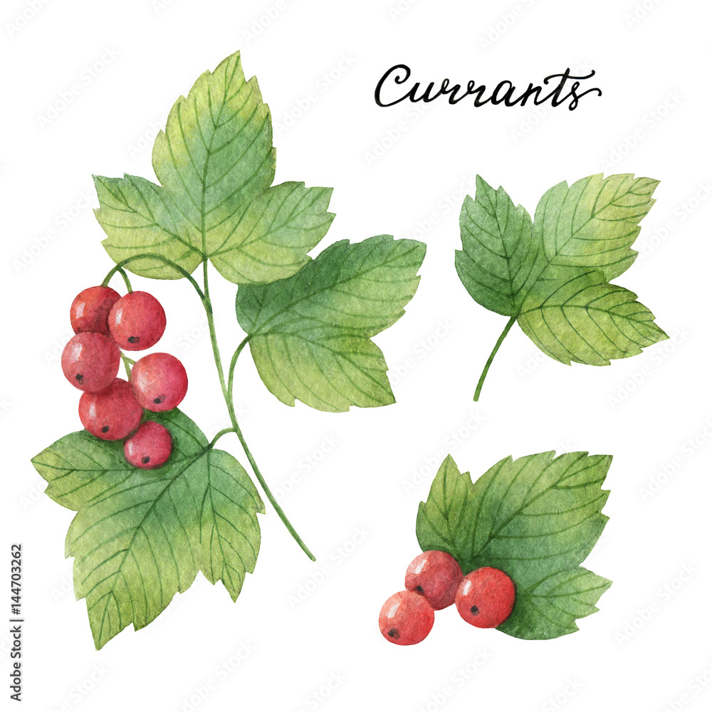 Hand drawn watercolor botanical illustration of Currants.