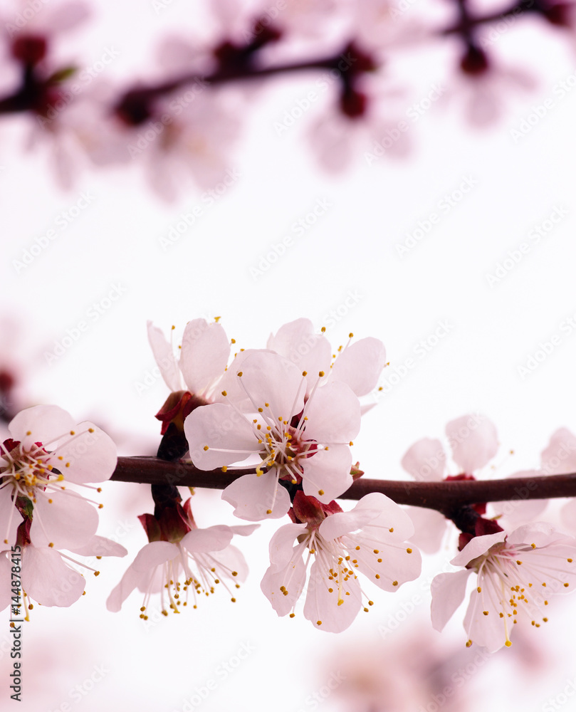 Branch with blossoms