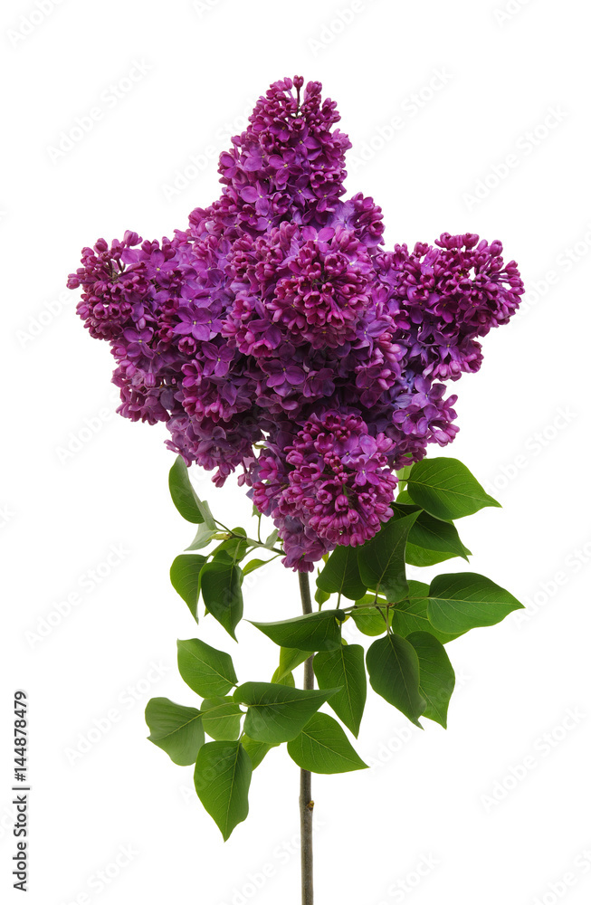 Lilac flower isolated on white