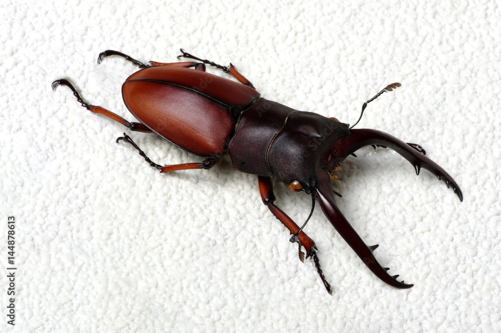 Stag beetle isolated on white