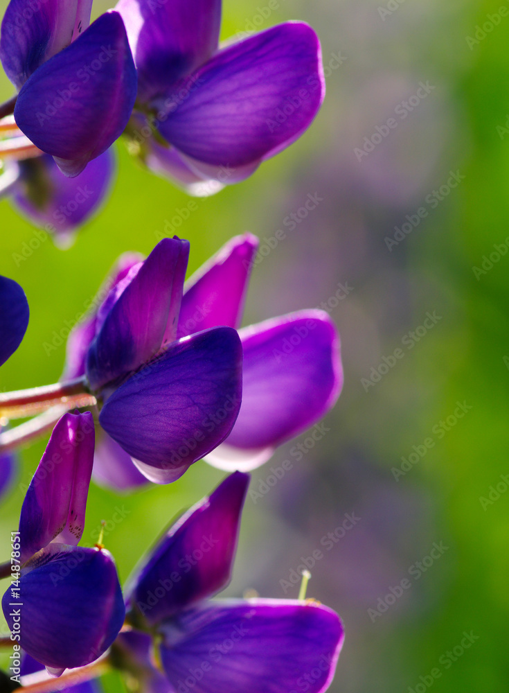 flower on green background