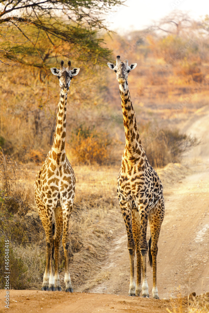 Giraffe in Serengeti