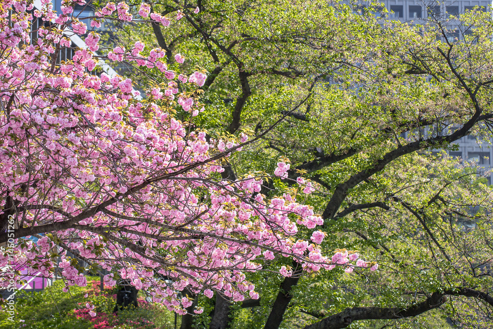 東京の桜