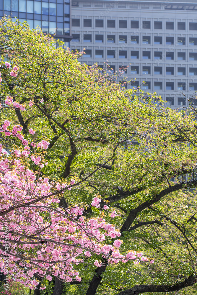 東京の桜