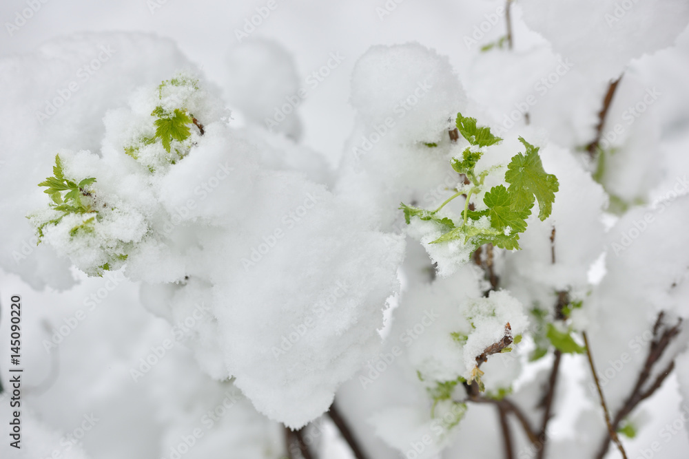 雪中的春天里的一株植物的枝条