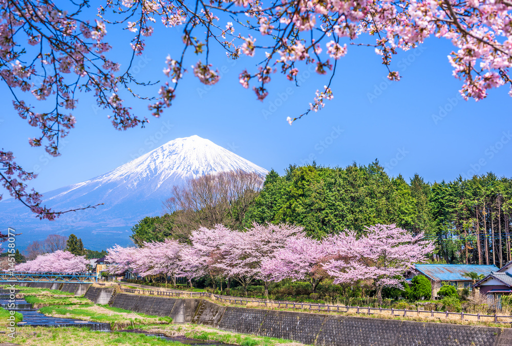 春天的富士山