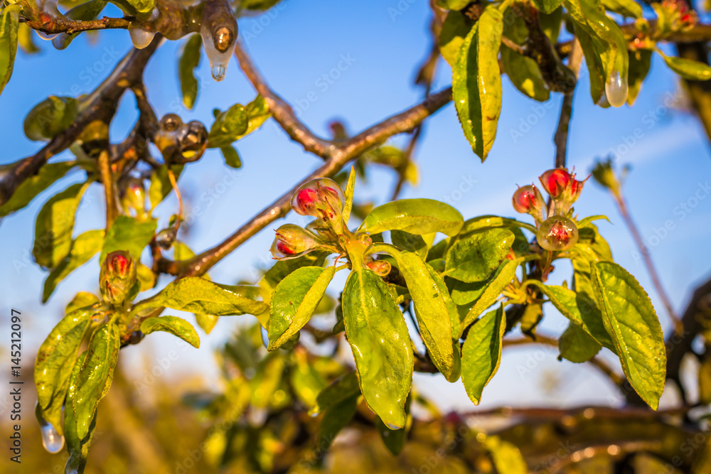 Vereiste Obstblüten