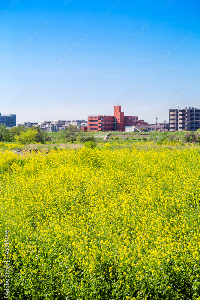 河川敷の菜の花