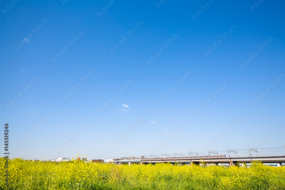 河川敷の菜の花