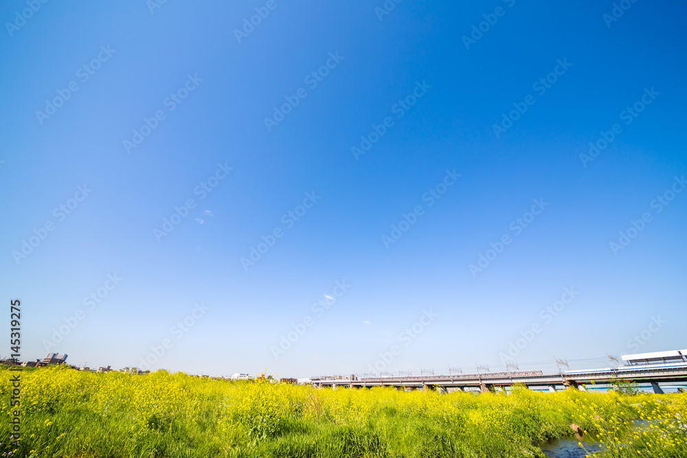 河川敷の菜の花