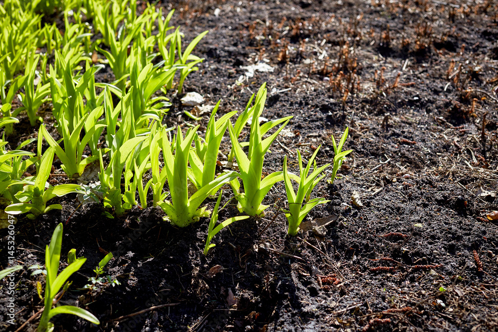 new sprouts in springtime