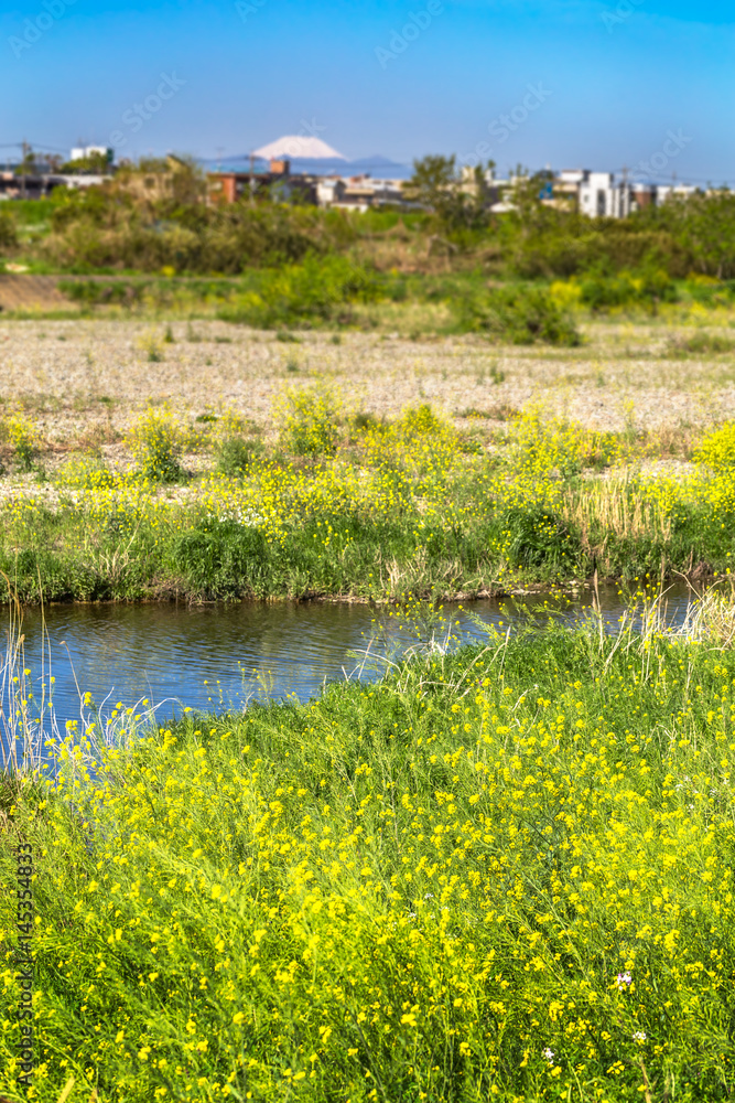 河川敷の菜の花