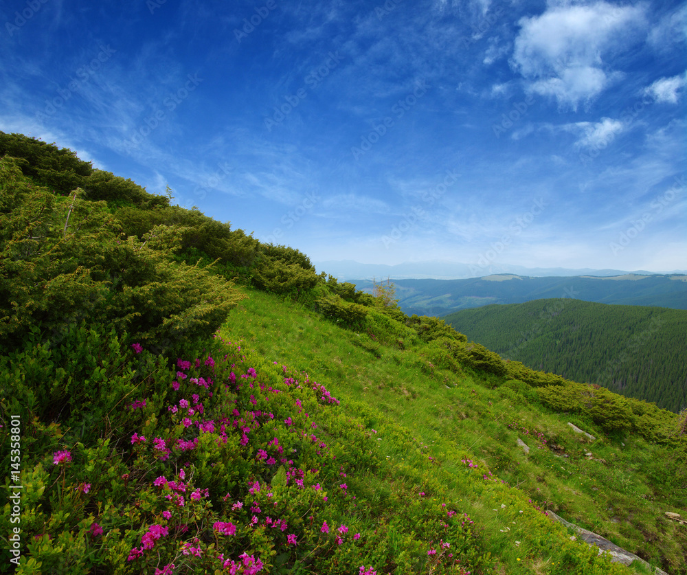 夏日山景