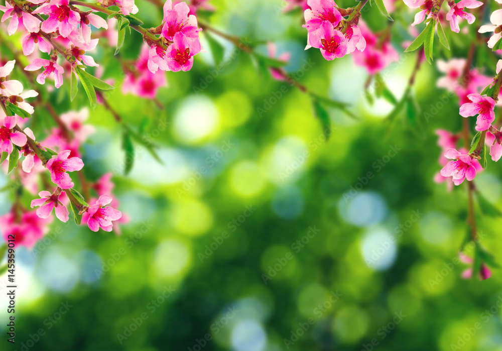 柔和模糊背景的春花