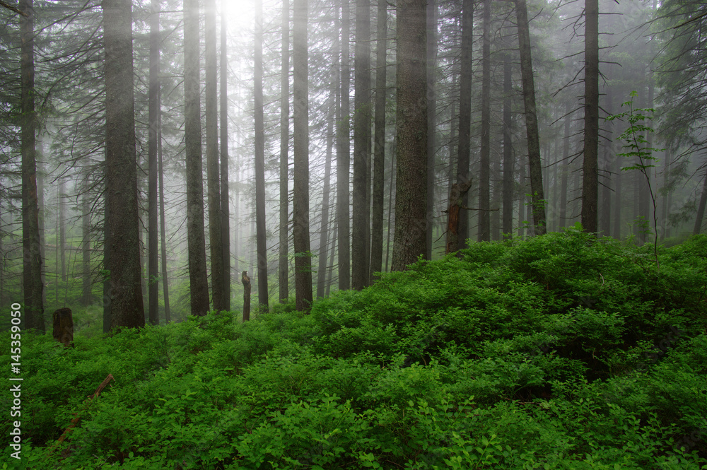 Trees in forest