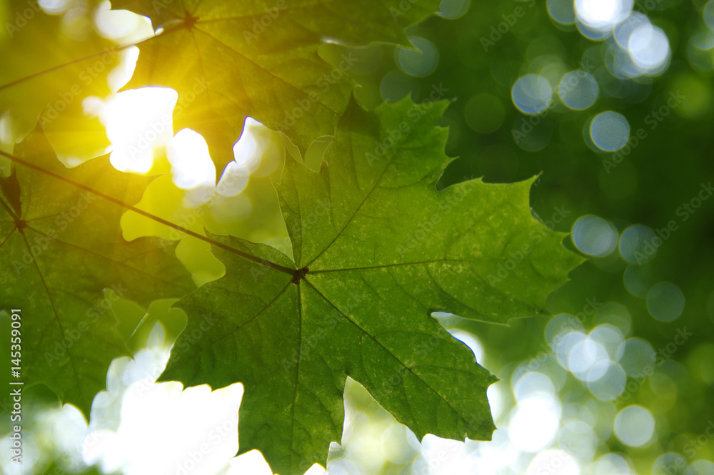 Green leaves and sun