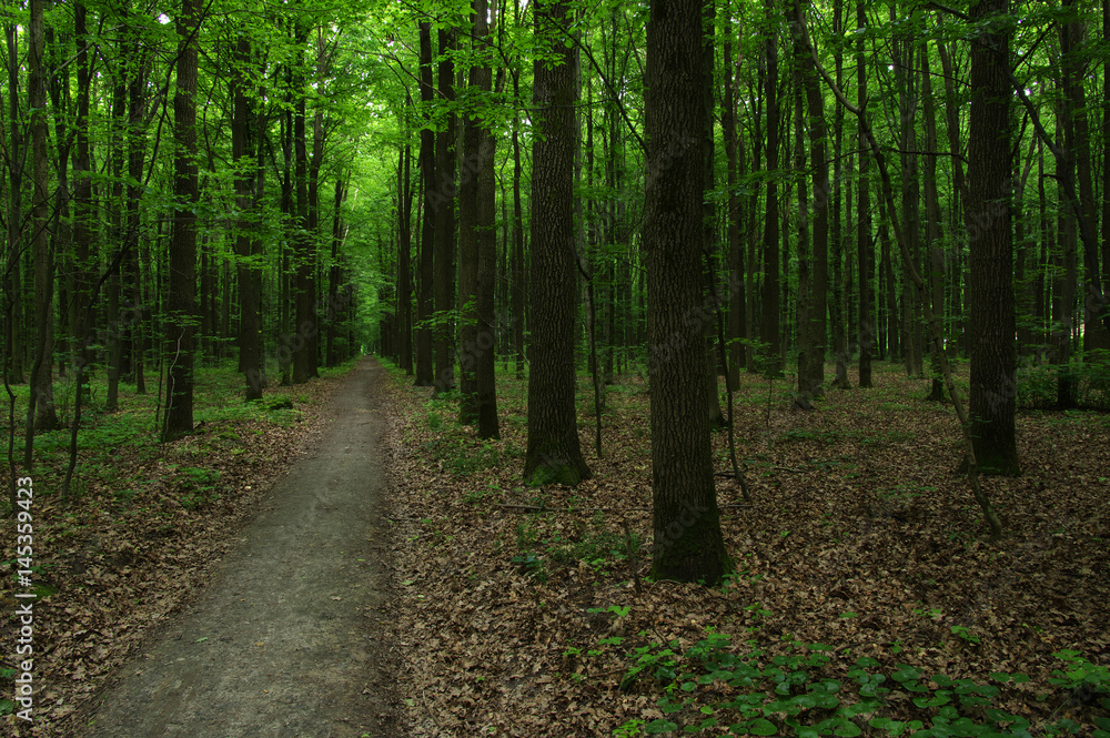 Trees in green forest