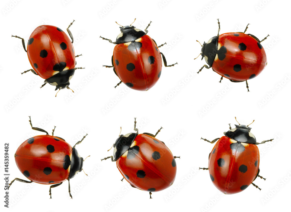 Collection of ladybugs