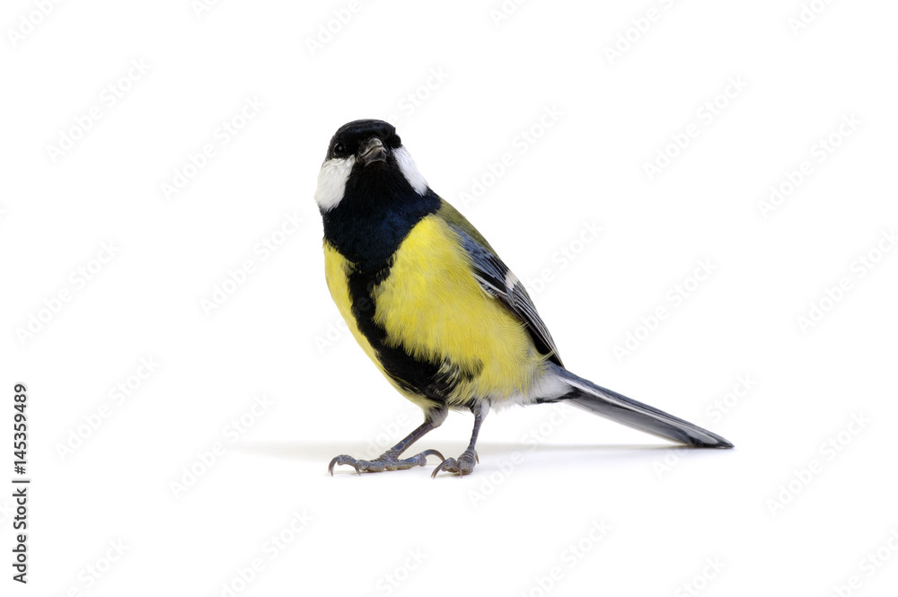 great tit, Parus major,