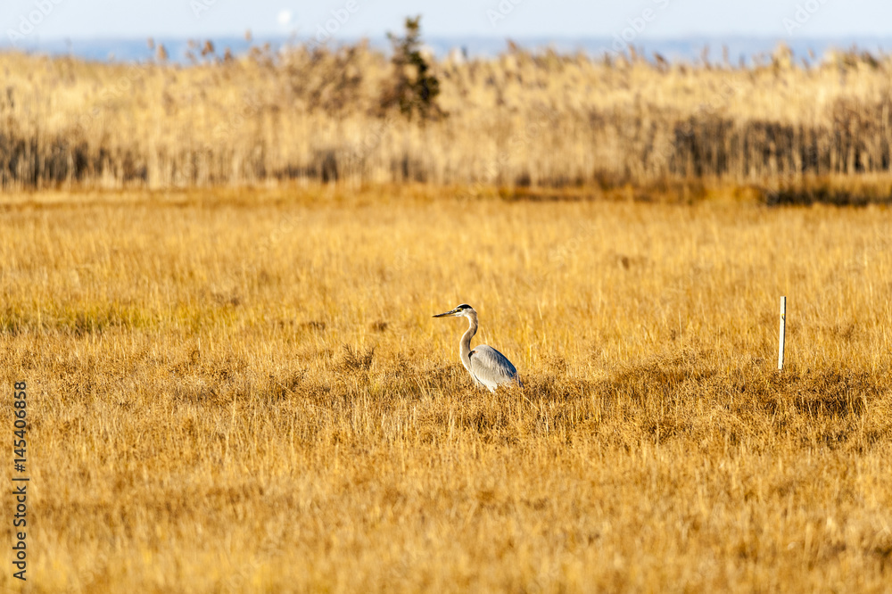 Great Blue Heron marsh