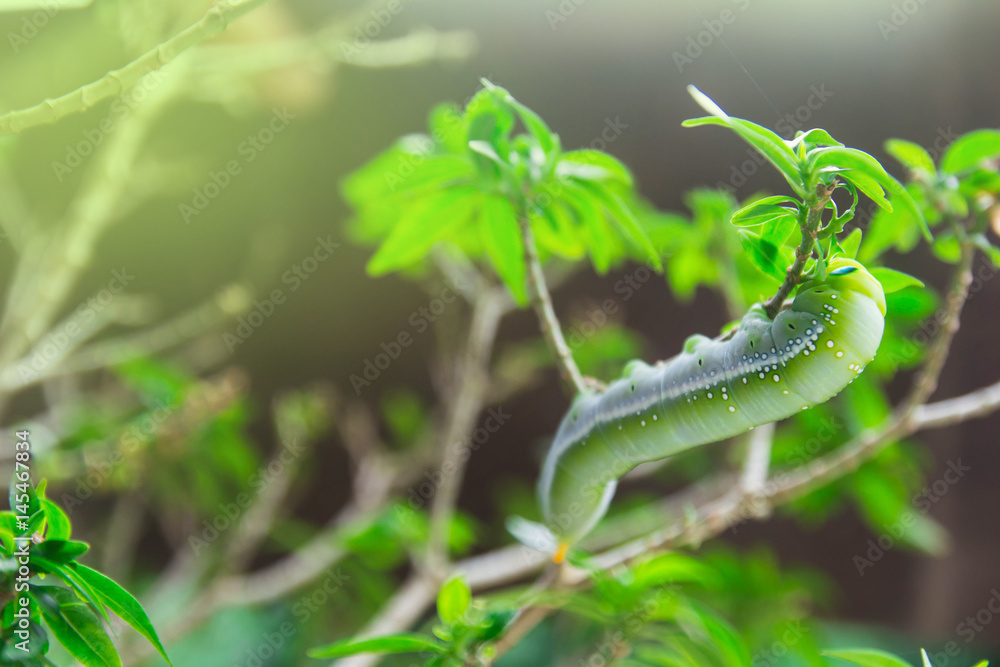 鹰蛾（水蚤科水蚤）毛虫爬食植物