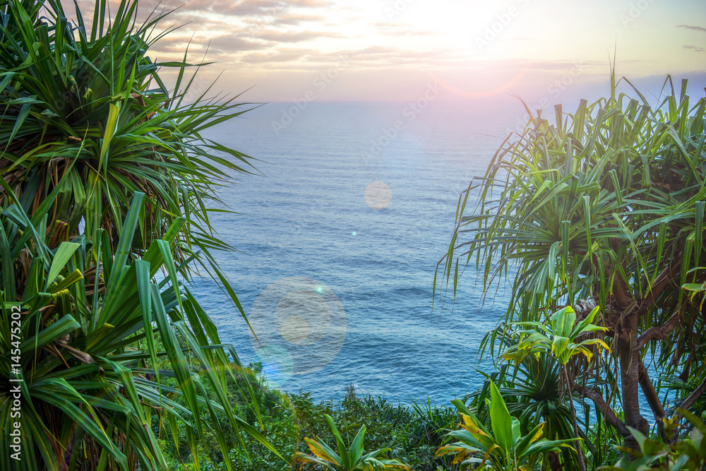 棕榈树的壮丽海景