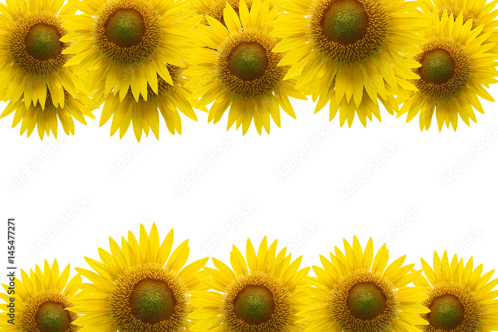 Sunflower frame on blue sky background.