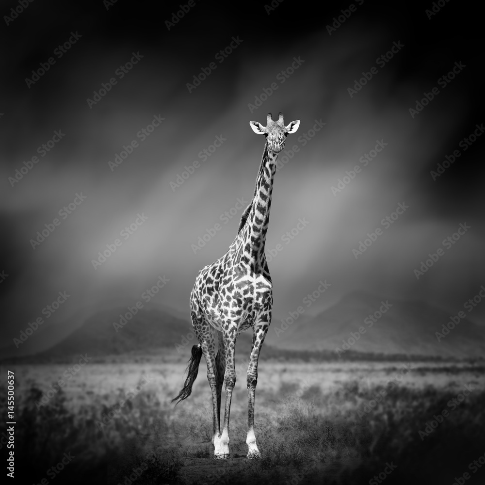 Black and white image of a giraffe