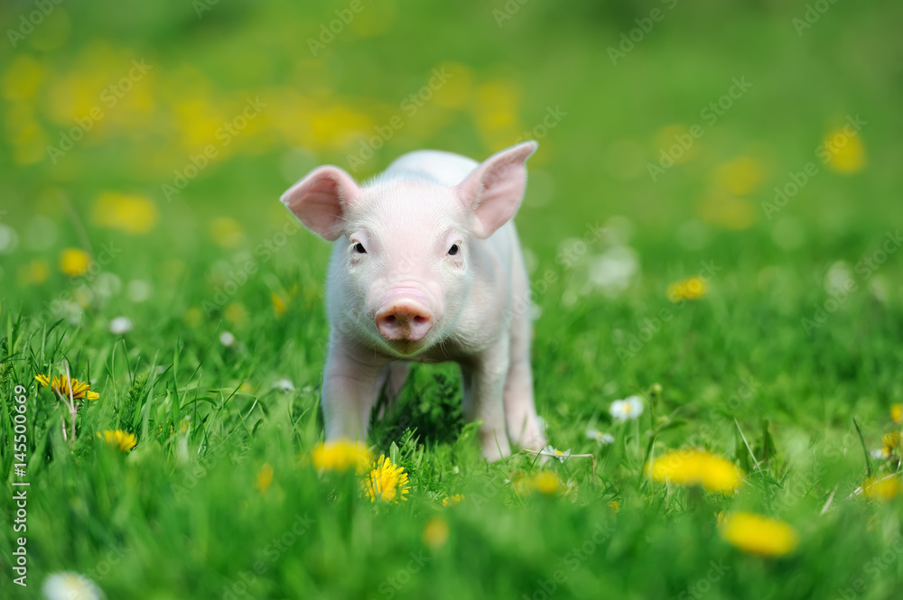 Young pig on grass