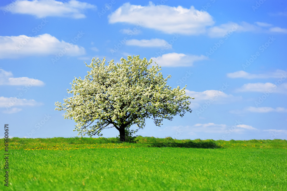 Single blossoming tree in spring