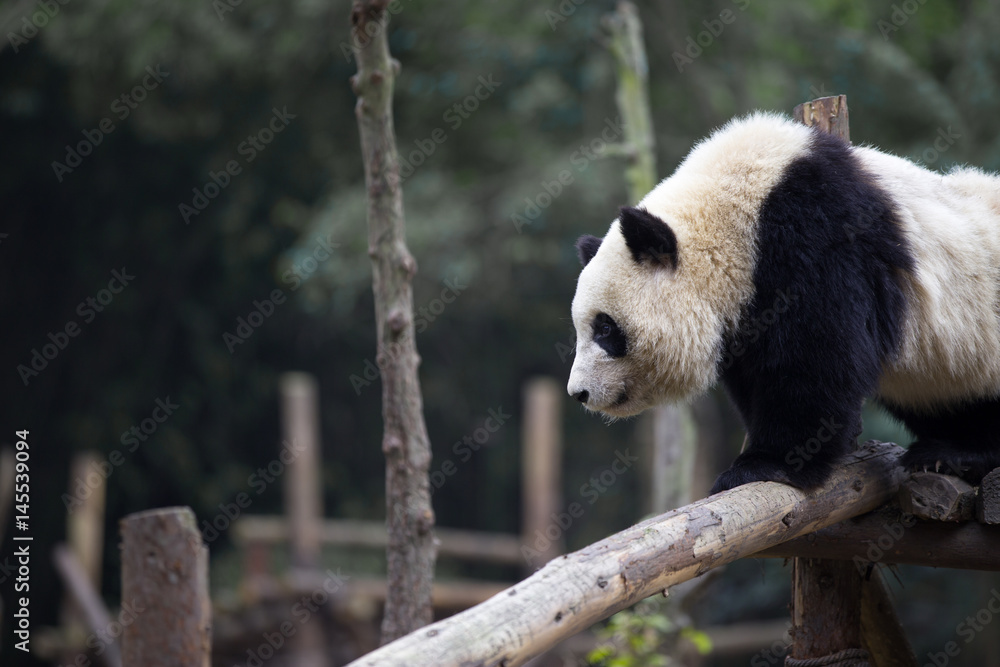 lovely giant panda in zoo