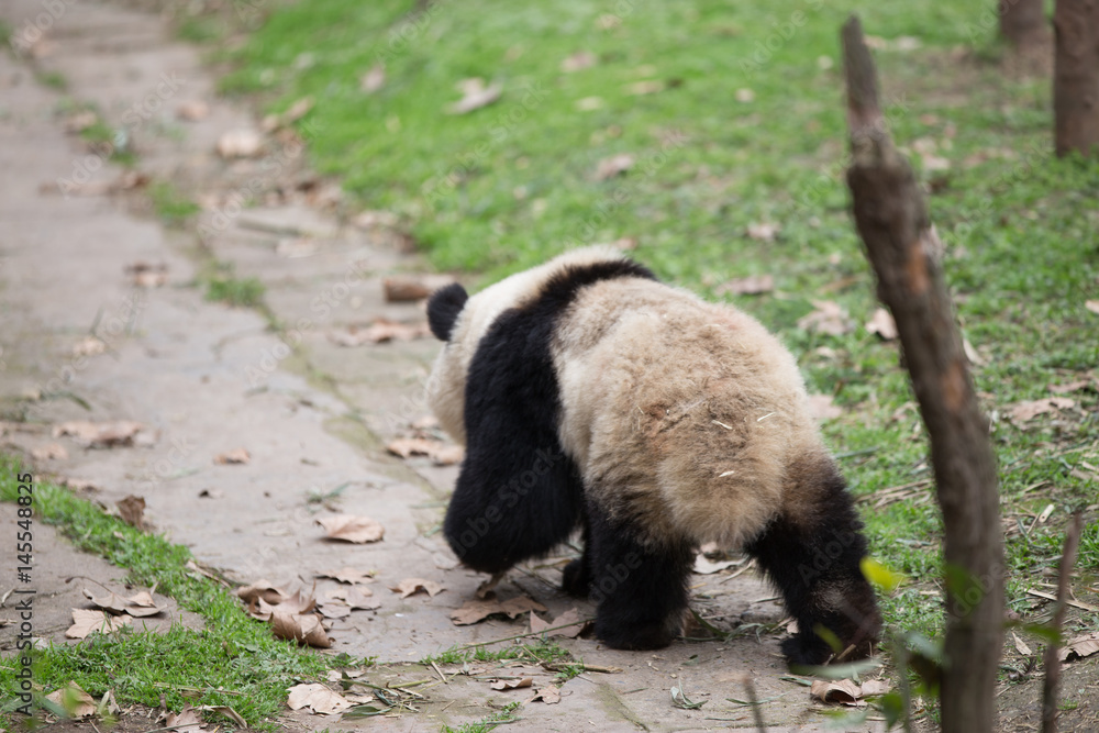 lovely giant panda in zoo