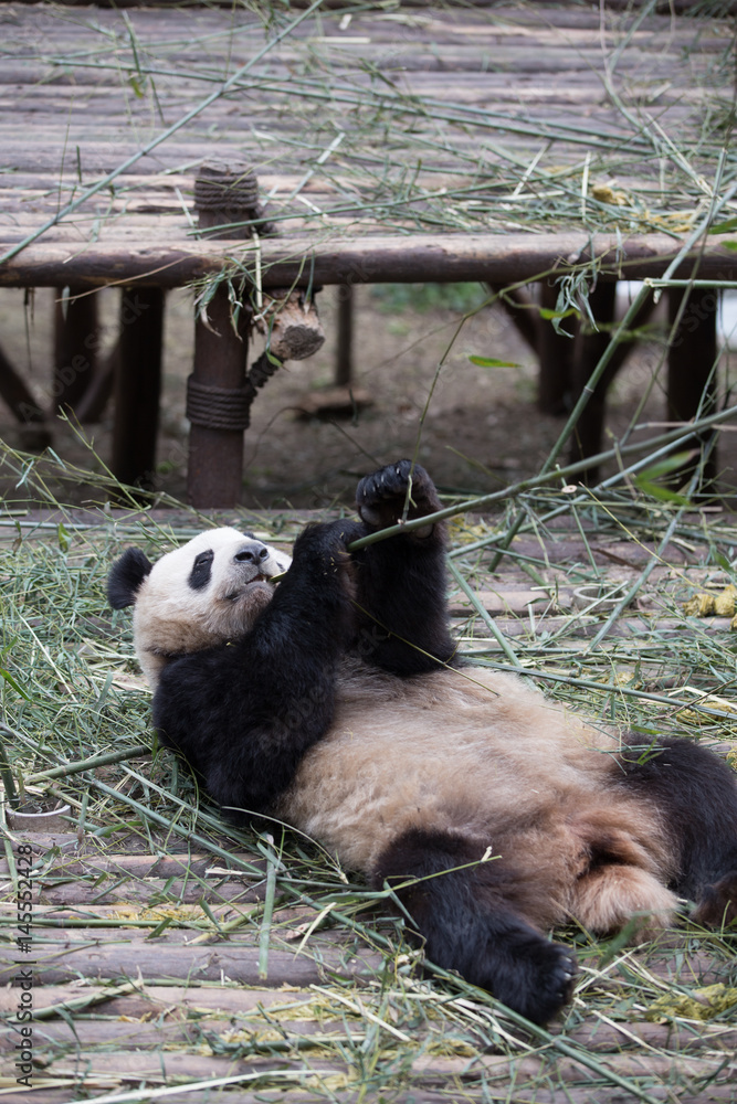 lovely giant panda in zoo