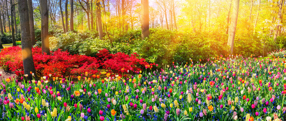 Panoramic landscape with multicolor spring flowers. Nature background