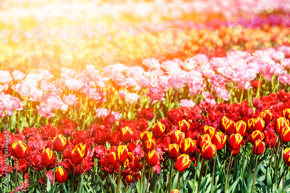 Flower bed of multicolor tulips. Nature background