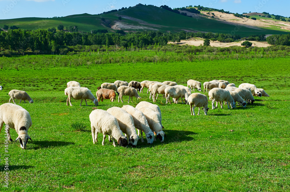 The flock of sheep or goats