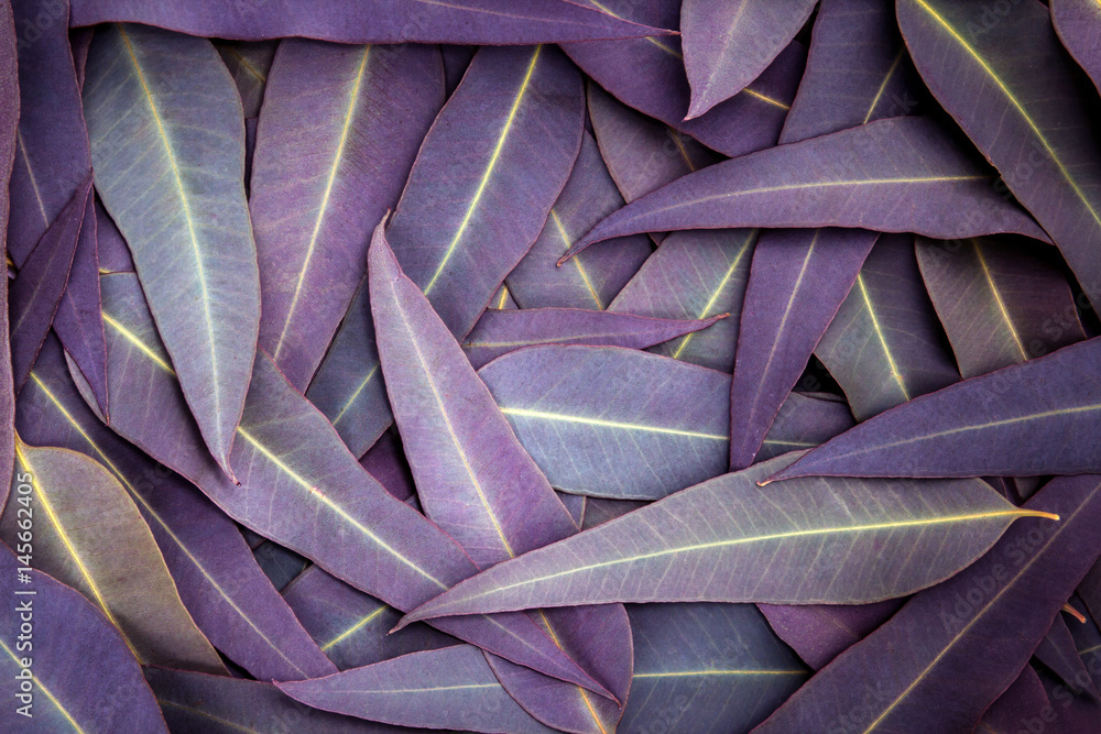 Nature of  purple Eucalyptus leaves background