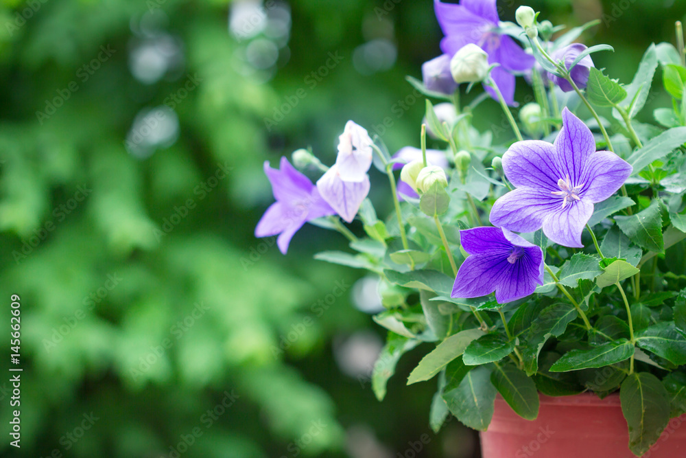 棕色花盆中的紫色气球花或桔梗花