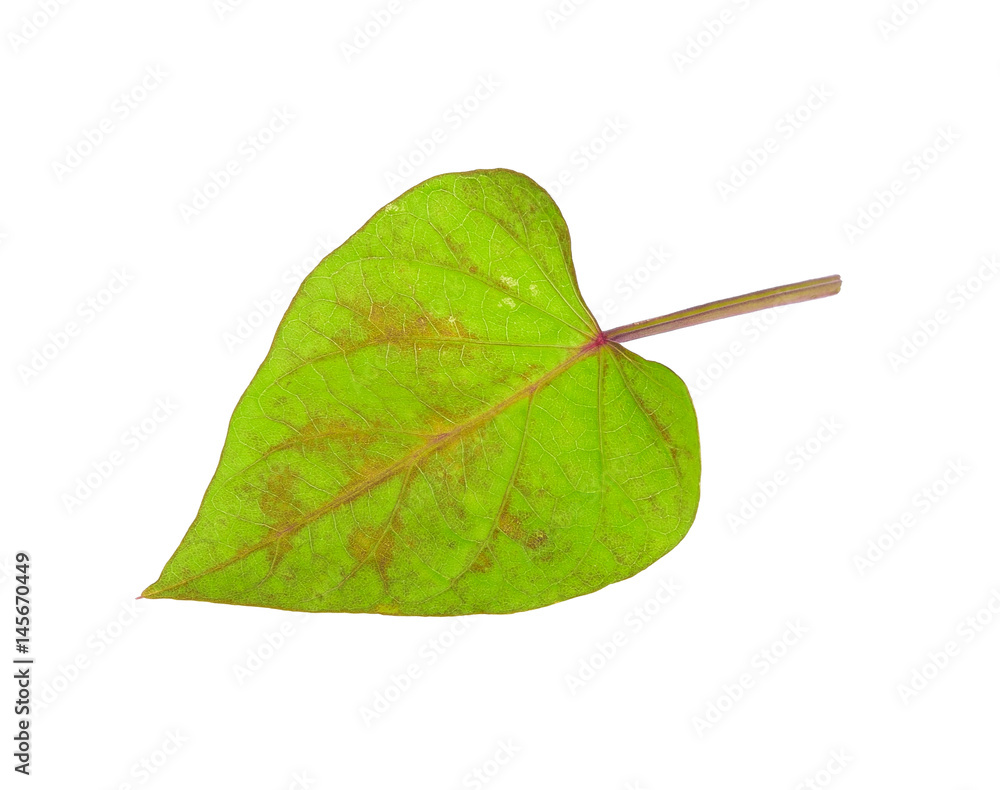 Green leaf, Sweet potato leaf isolated on white background.