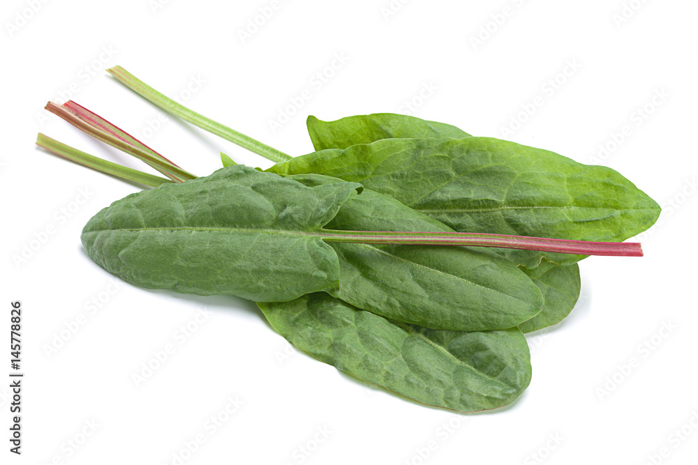 Sorrel vegetable leaf isolated