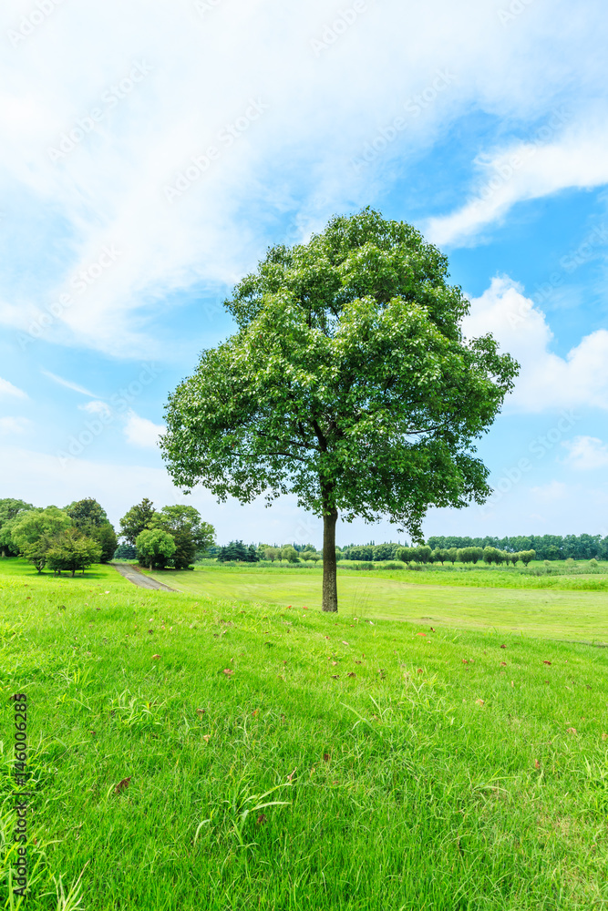 green grass and tree under the blue sky