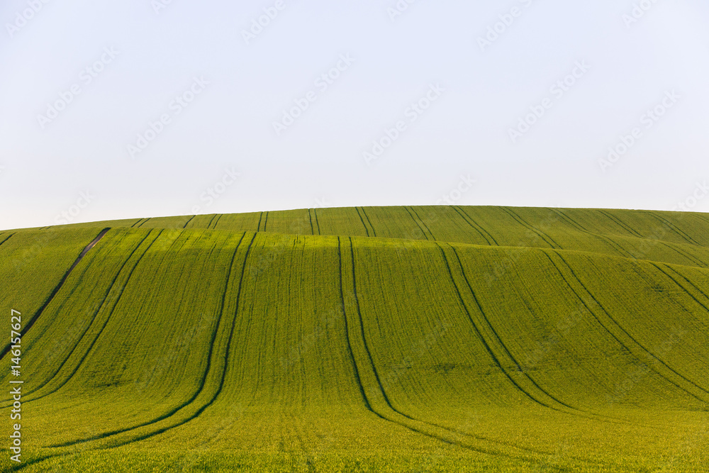 Agricultural land with fresh crops