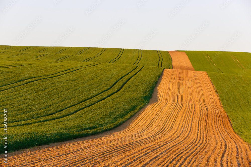 Agricultural land with fresh crops