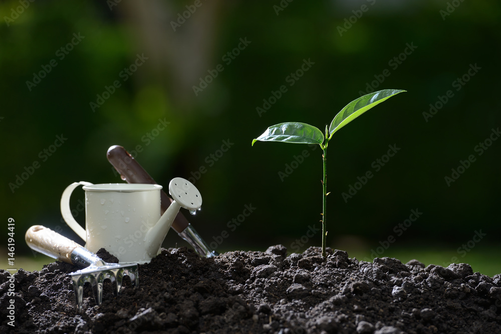 Young plant and garden equipments in the morning light